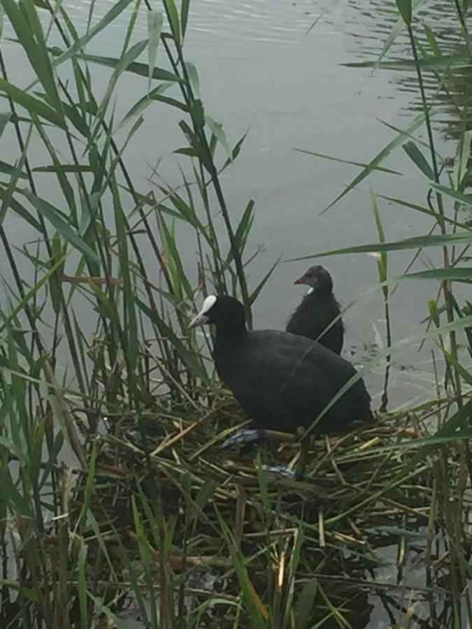 Logies De Meerkoet Brygge Exteriör bild